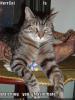 NerrCat 